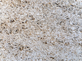 traces of fosilized marine creatures on a limestone rock