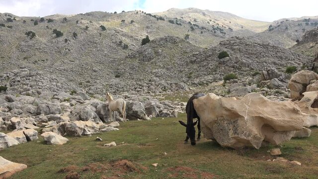 A horse itching on scratching rock. Horse scratching its body against a stone. It is also common to groom each other and when doing this they use their front teeth to scratch each other. itch for 4K