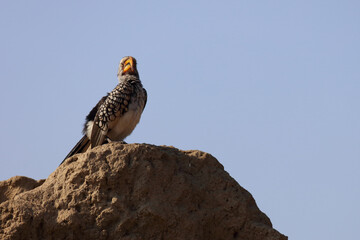 Südlicher Gelbschnabeltoko / Southern yellow-billed hornbill / Tockus leucomelas
