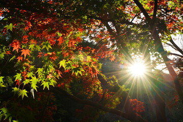 Red and yellow autumn maple leaves with sunshine are at Shakujii koen park in Tokyo, Japan. In Autumn.