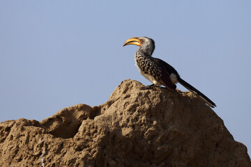 Fototapeta premium Südlicher Gelbschnabeltoko / Southern yellow-billed hornbill / Tockus leucomelas