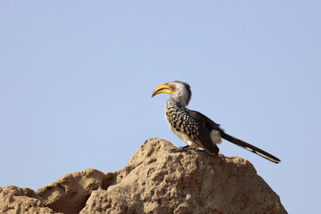 Obraz premium Südlicher Gelbschnabeltoko / Southern yellow-billed hornbill / Tockus leucomelas