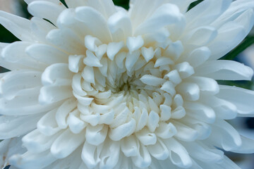 close up macro of white chrysanthemum flower