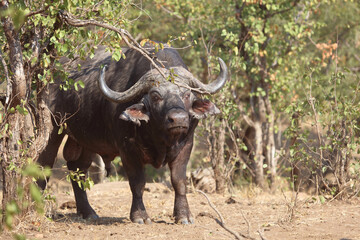 Kaffernbüffel / Buffalo / Syncerus caffer