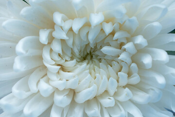 close up macro of white chrysanthemum flower