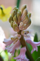 Common hyacinth