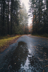 Obraz premium road in the woods