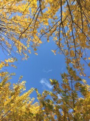 Autumn landscape yellow orange tree leaf 