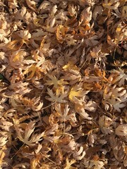 Autumn landscape yellow orange tree leaf 