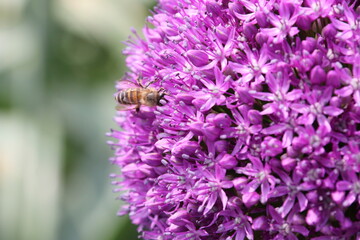 Close up view of a bee feeding on Purple Allium flower
