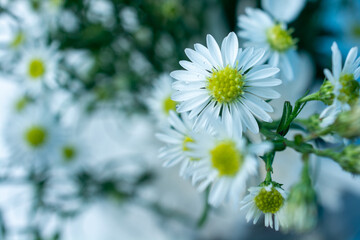 closes up macro white daisies in the garden