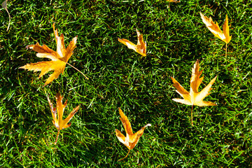 Obraz premium Beautiful fall landscape.