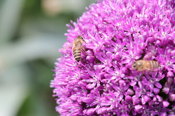Close up view of a bee feeding on Purple Allium flower