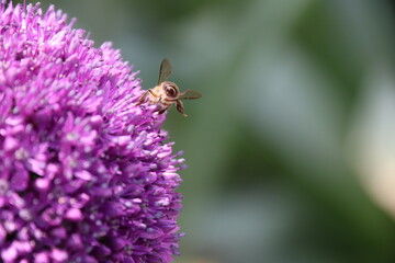 Close up view of a bee feeding on Purple Allium flower