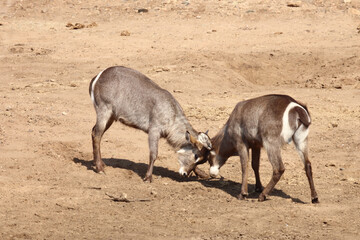 Wasserbock / Waterbuck / Kobus ellipsiprymnus