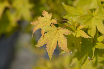 Japanese Maple Summer Gold