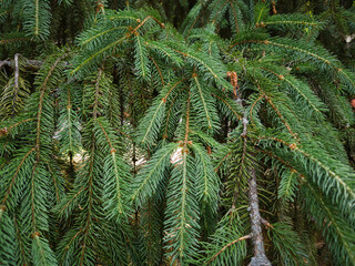 Green leaves of a spruce tree