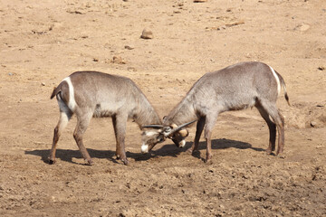 Wasserbock / Waterbuck / Kobus ellipsiprymnus