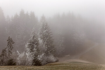 Fototapeta na wymiar Mysterious autumn, foggy landscape. Pine forest in the mountains in mist. Rime ice on the trees.