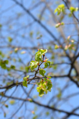 Small-leaved lime
