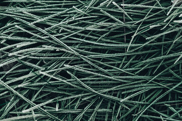 Frozen green grass as a background texture image. The grass is covered with hoarfrost. Top view. Copy, empty space for text