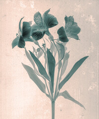 Lilies flowers. Daguerreotype style. Film grain. Vintage photography. Botanical negative x-rays...