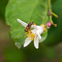 Zitronenblüte und Biene