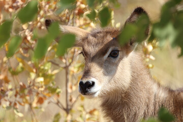 Wasserbock / Waterbuck / Kobus ellipsiprymnus