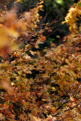 Autumn colors in an urban park
