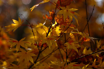 Autumn colors in an urban park