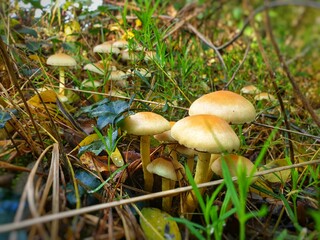 mushrooms in the forest