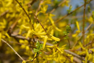 Weeping forsythia