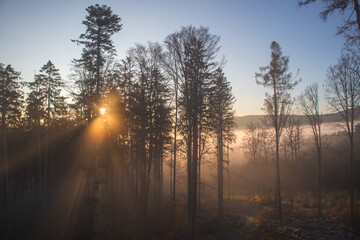sunrise in the forest