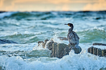 Kormorane ( Phalacrocorax carbo ).