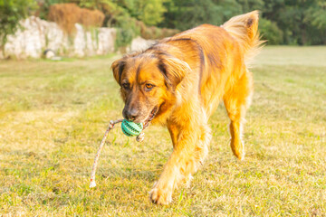Obedient adult male long-haired mixed breed big size dog adopted from a shelter seen performing great during an outdoors training session on a summer day in northern Italy