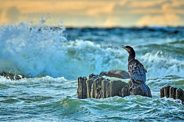 Kormorane ( Phalacrocorax carbo ).