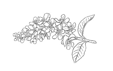 Bird Cherry blossom. Vector illustration on white background.