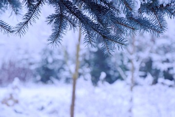 Winter garden bokeh background. Ogród pod świerkiem zimowy widok na ogród bokeh rozmyte zimowe tło © Anna