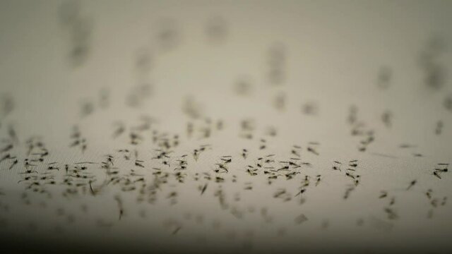 Many midges gnats in the car on the ceiling 