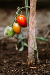 Die Tomaten im Garten.