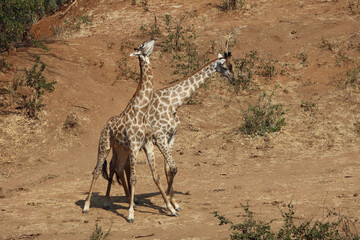 Giraffe / Giraffe / Giraffa Camelopardalis