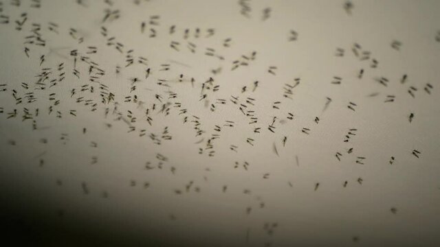 Many midges gnats in the car on the ceiling 