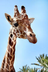 giraffe on a blue sky background with palm trees