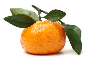 tangerine orange on white background 