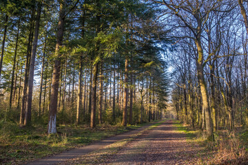Forest path in the Noordsche Veld nature area in Drenthe, Netherlands