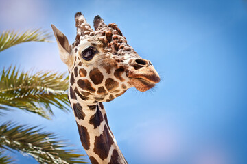 giraffe on a blue sky background with palm trees