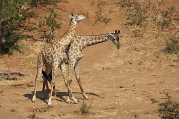 Giraffe / Giraffe / Giraffa Camelopardalis