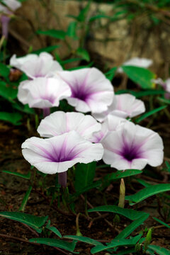 Flowers of the Thai morning glory