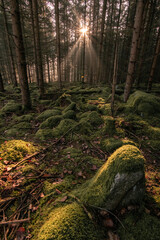 forest in the morning