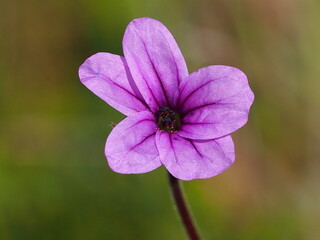 Long-Beaked Storksbill (Erodium botrys) 